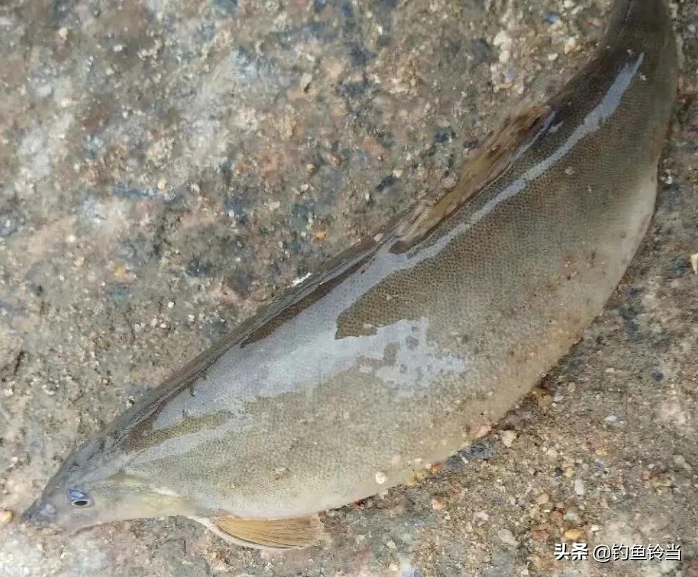 那是中华沙鳅!150元一斤都很难买到的鱼