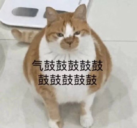 猫咪表情包：这恶心的恋爱味道、