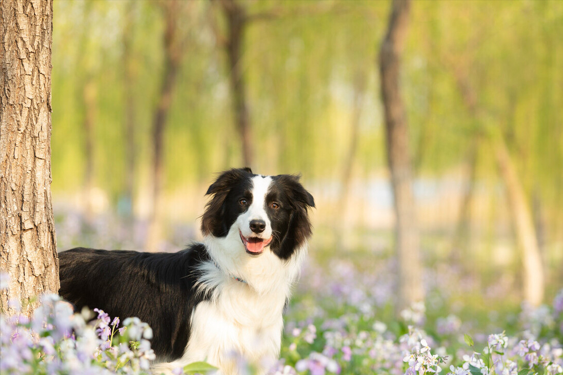 最聪明的边牧犬，你了解它们吗？