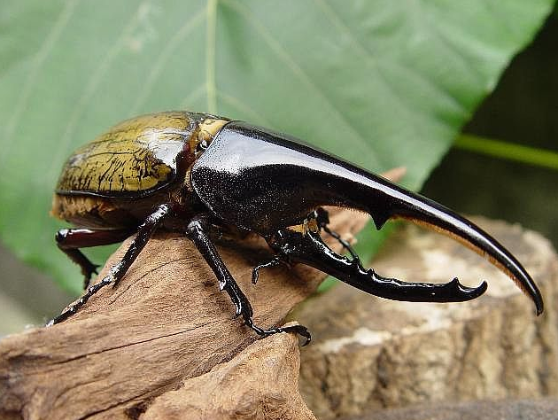 昆虫中的“大力神”，能举起超过自身重量850倍的物体，售价上千