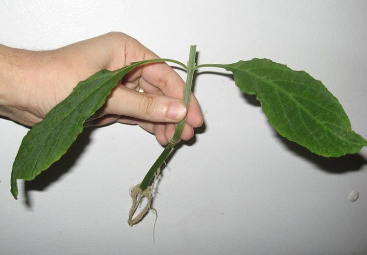 生根粉的危害（养花时杀菌剂和生根粉不能乱用）