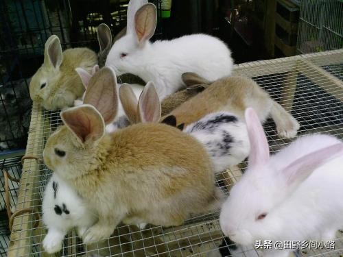 兔子怎么養,兔子怎么養最正確的兔子飼養方法