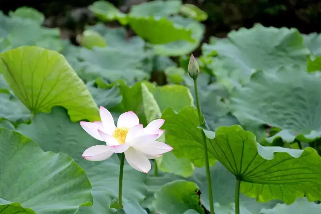 盈盈芙蕖水中开，菡萏尽放，千娇百媚~与君共赏这一池荷香