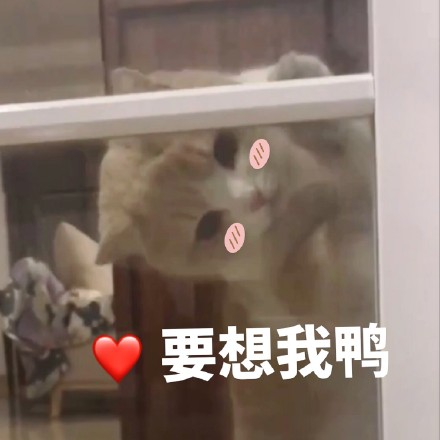 猫咪表情包：你不对劲，小老弟