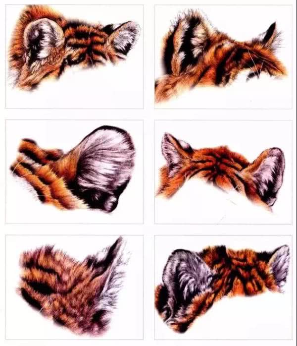 老虎绘画技巧：从基础轮廓到细节描绘的完整教程