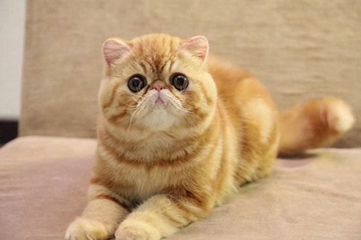 加菲猫什么颜色最贵图片