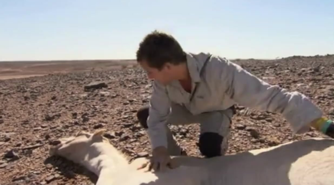 如果在沙漠中遇到渴死的骆驼，为什么不能碰，碰了会发生什么？