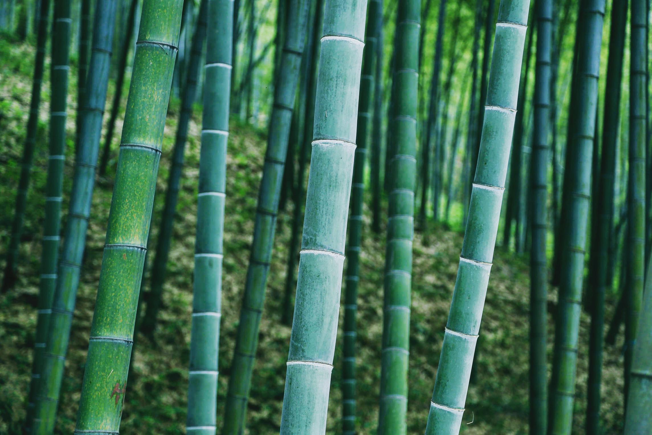 竹子生长速度（常见的植物竹子的生长里程讲解）