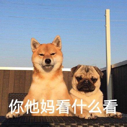 小柴犬的表情包来个热吻吗？宝贝儿