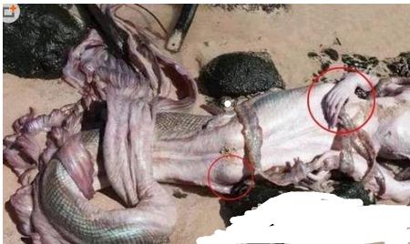 中国南海鲛人是真的存在的吗?《山海经》记载的真实存在吗?