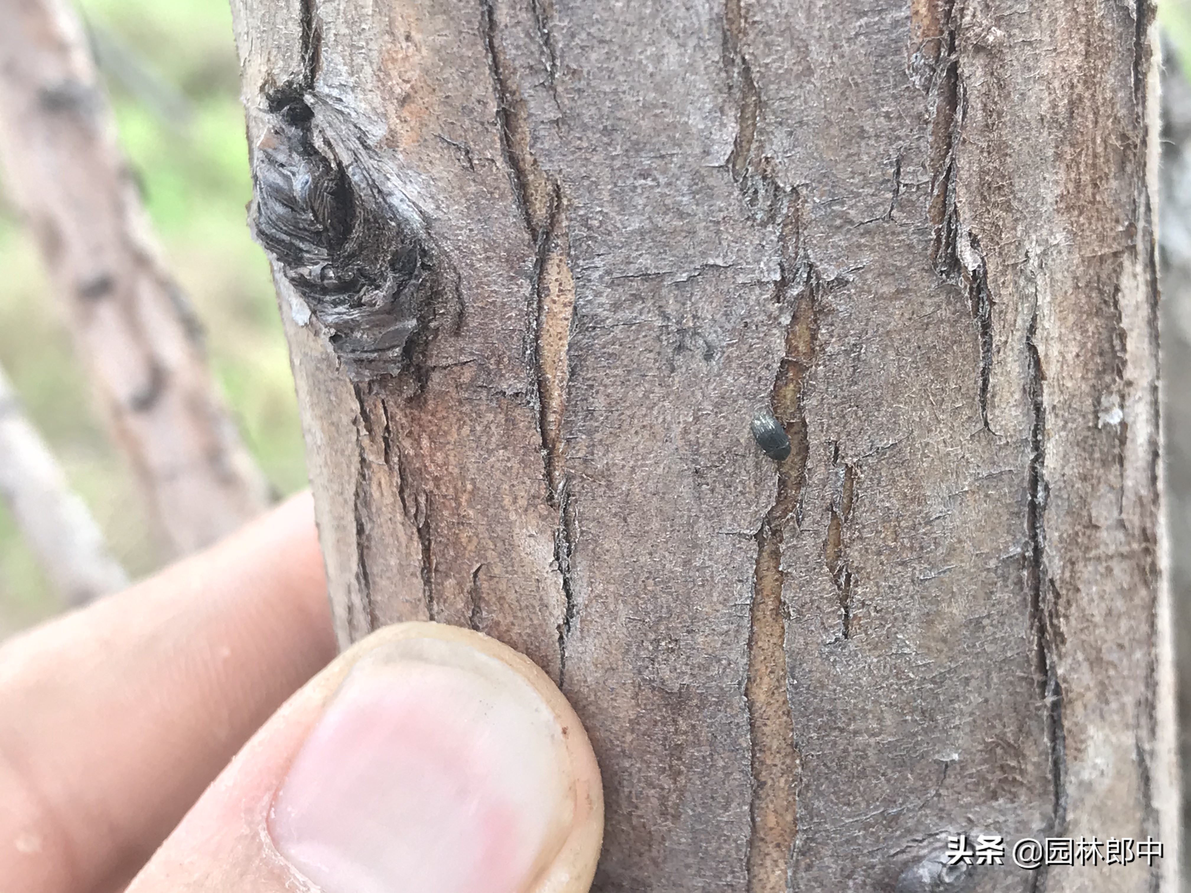 小虫子大危害,5~6月份小蠹虫危害高峰期,该如何进行防治?