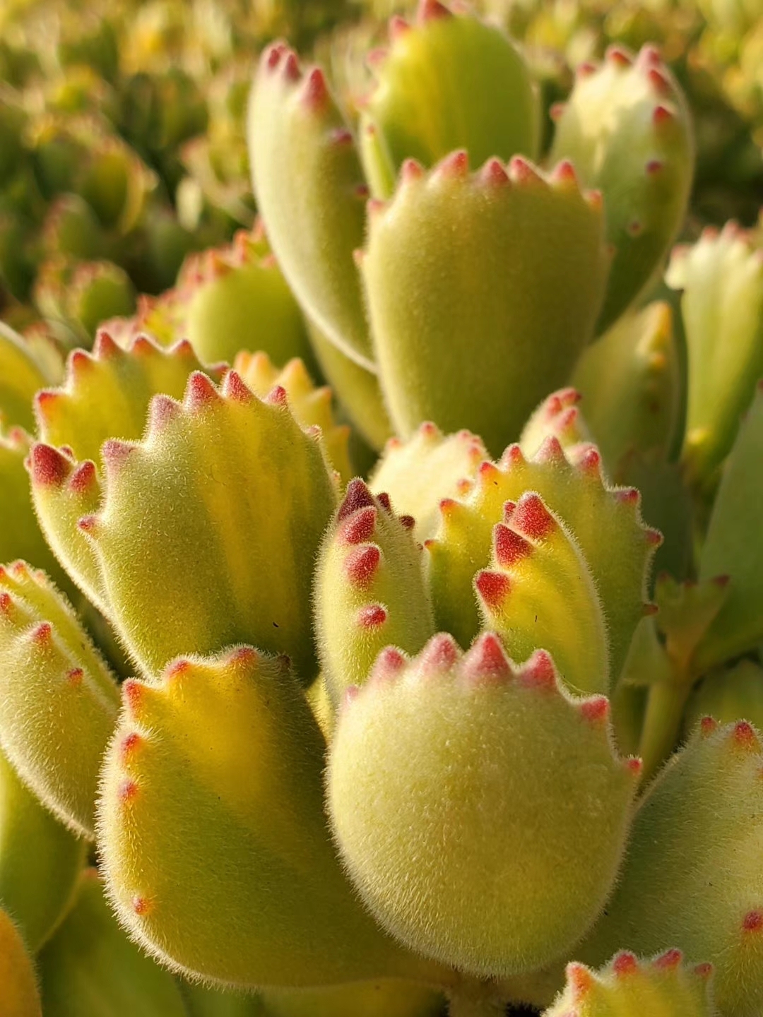 多肉花语象征与寓意_达一风水网