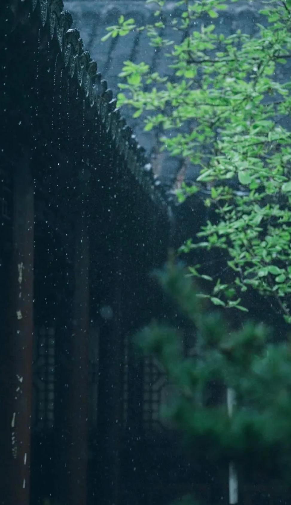 「诗词鉴赏」夏日临窗听雨，闲读诗书，感受大自然的天籁之音