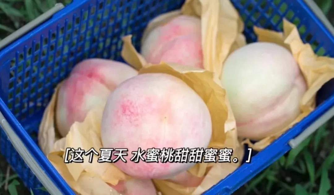 最近的水蜜桃，到底有多好吃？
