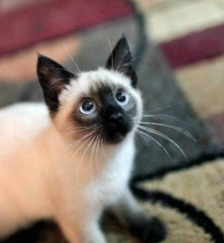 暹罗猫是外表非常奇特的猫咪,它们脸部天生重点色,看起来就像刚挖煤的