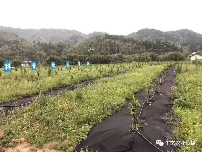 这些年使用过防草布的人到底节约了多少成本