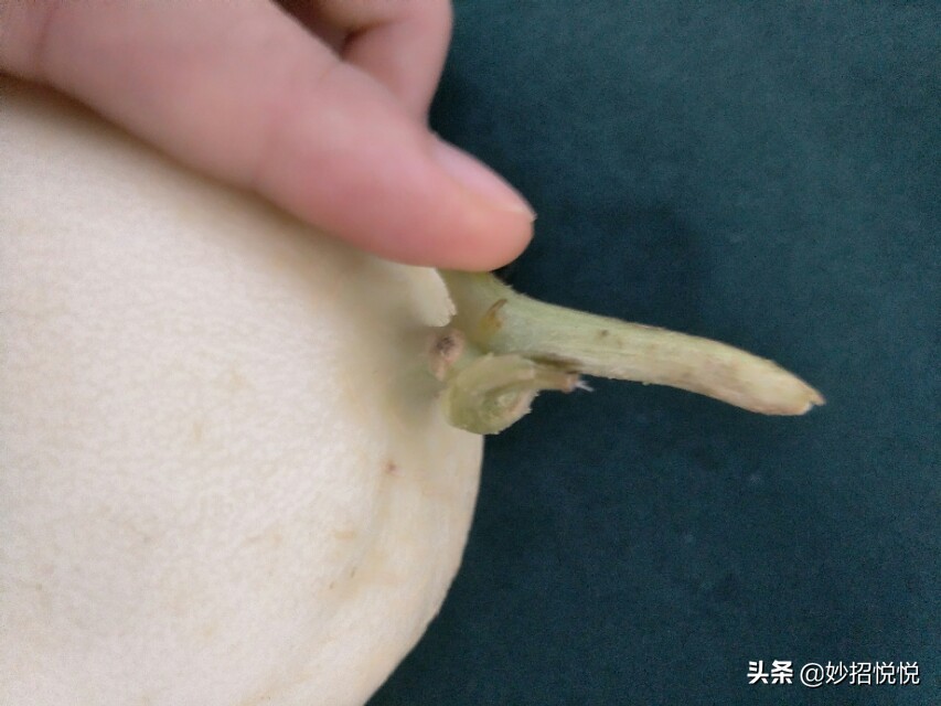 伊麗莎白瓜,伊麗莎白瓜的營養價值及功效與作用