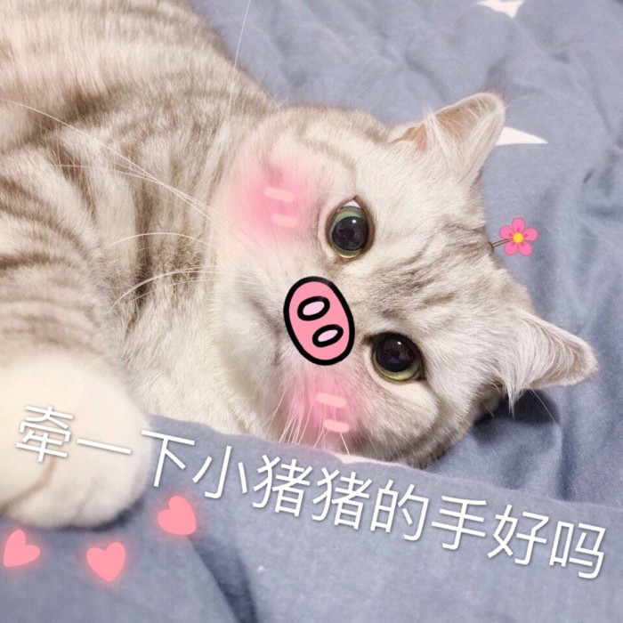 表情包：可不可以牵一下小猪猪的手？