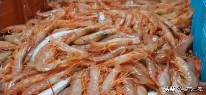 渔民在大海捕捞，下一次海能捞100多吨鱼虾上船立即冰冻，真赚钱
