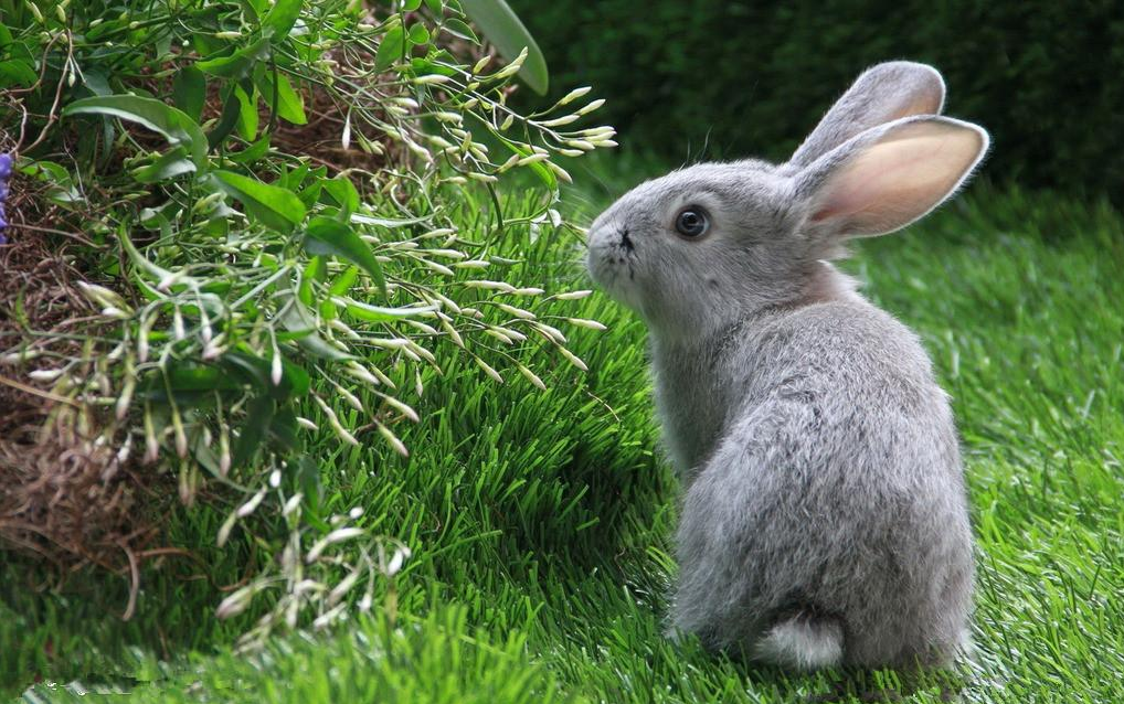 这是大多数人的本能,不光是兔子,不管是什么在这里,不了解这种东西的