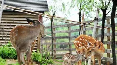 高校各种“神兽”出没，你的大学有什么？