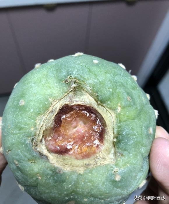 仙人球银冠玉,无关乎是否自根,只要能养好,落地的也很很好