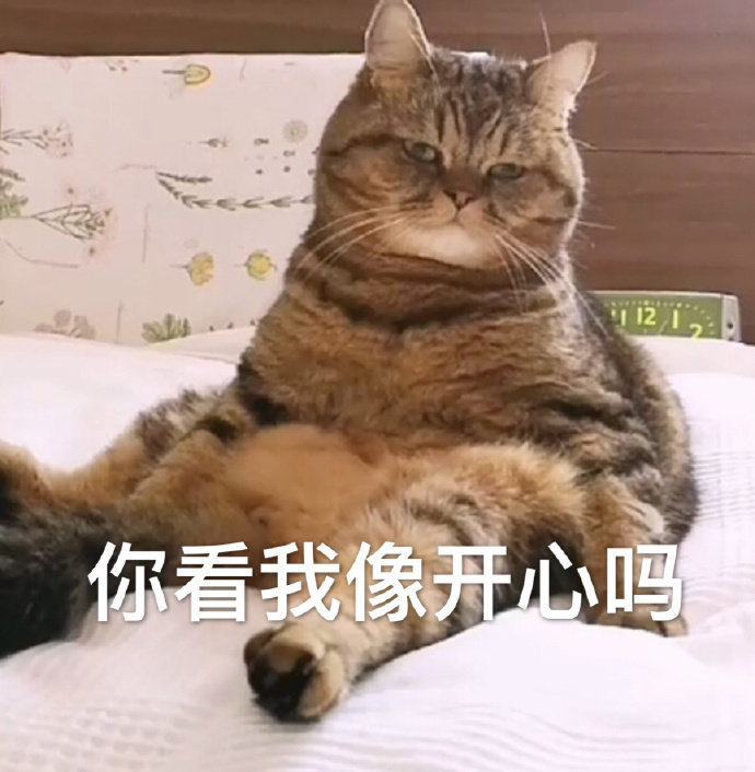 猫咪表情包合集我太难了