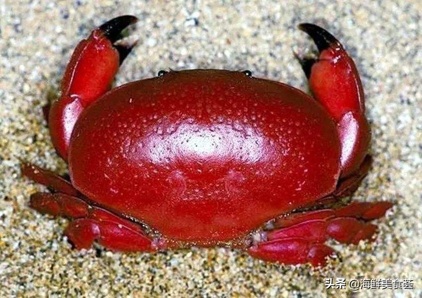 螃蟹种类详细介绍(全世界常见的螃蟹大全-最美岛