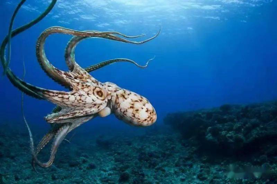 八爪鱼图片(会威胁到人类吗) - 赤虎壹号