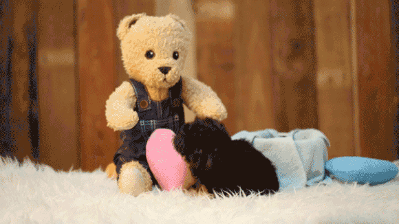 小型犬品种大全图片（十大适合家养的小型犬）
