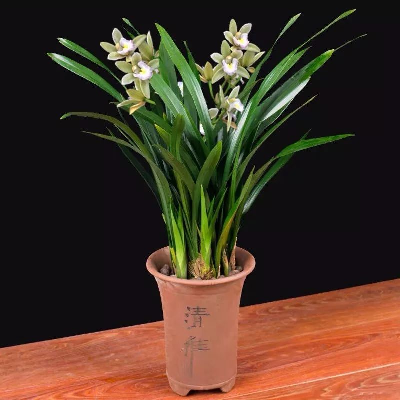 领走你的专属"生肖花"