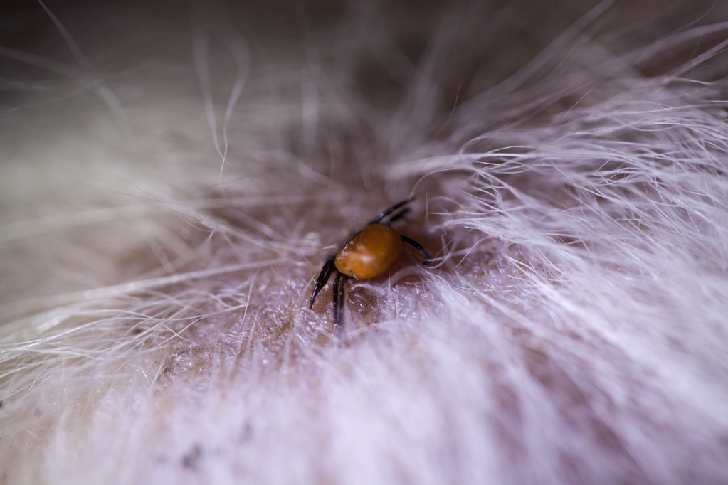 狗狗身上有跳蚤的图片(狗狗有跳蚤怎么办) - 赤虎壹号