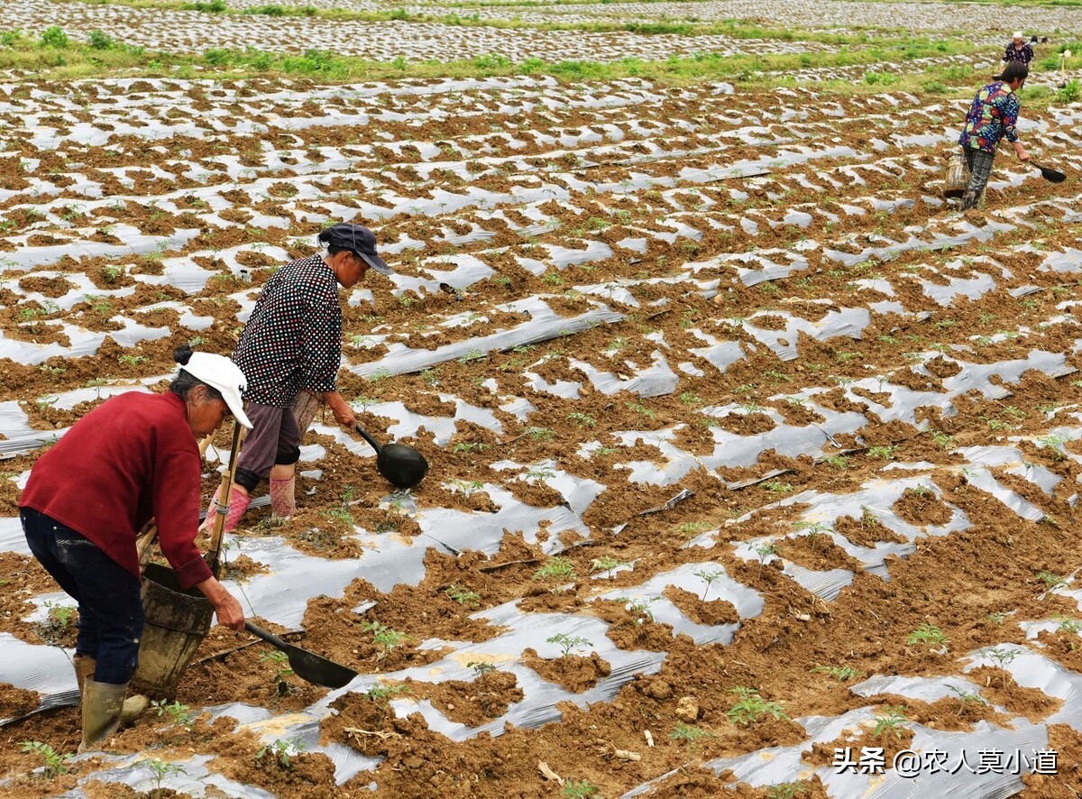 都说农村人承包土地种植不划算，为什么还有人抢着去承包土地呢？