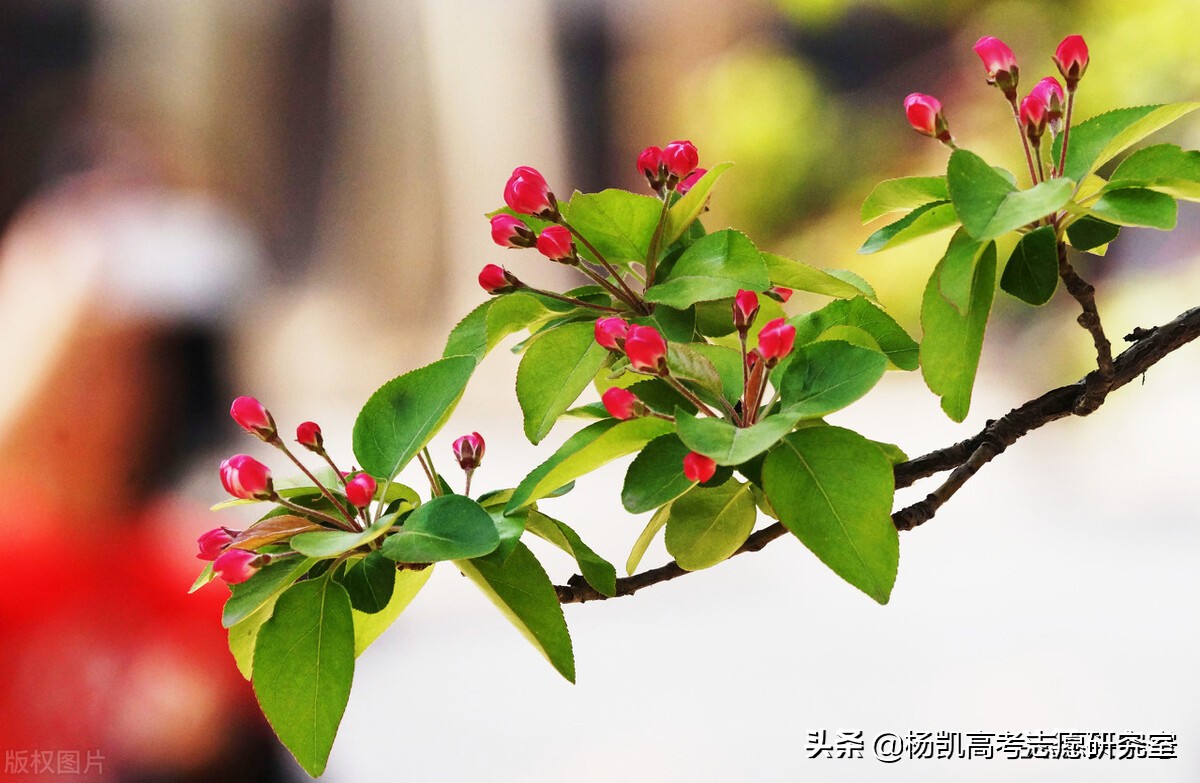 天津大学在贵州录取详细分数及录取名次