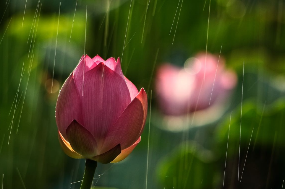 「诗词鉴赏」雨中观荷，惊艳了谁的时光