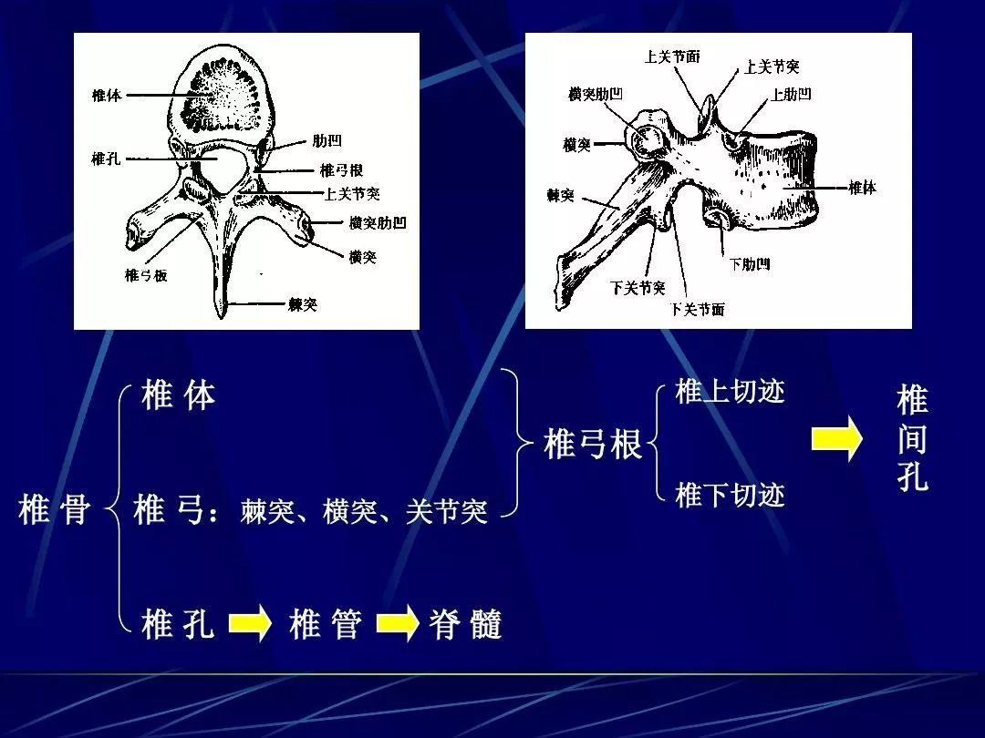 这些肌肉将每个胸椎的横向过程连接到下方的肋骨,并帮助吸气.