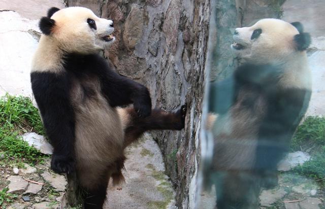 日本玩具展出现人扮演的大熊猫，看起来还挺真