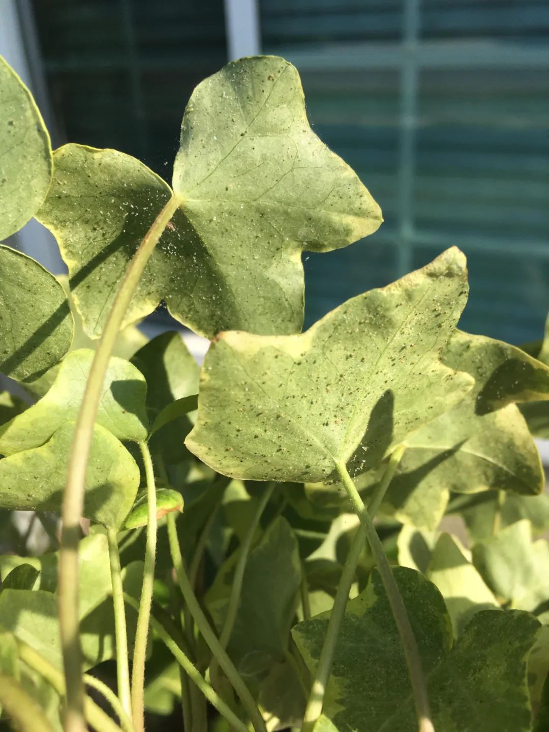 紅蜘蛛怎麼治(預防和治療紅蜘蛛的用藥指南避免蟲害滋生)