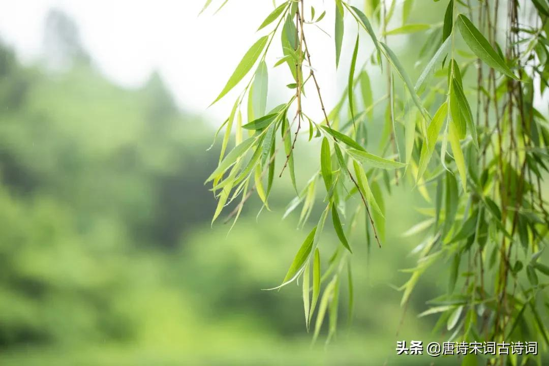 古诗词里风的季节