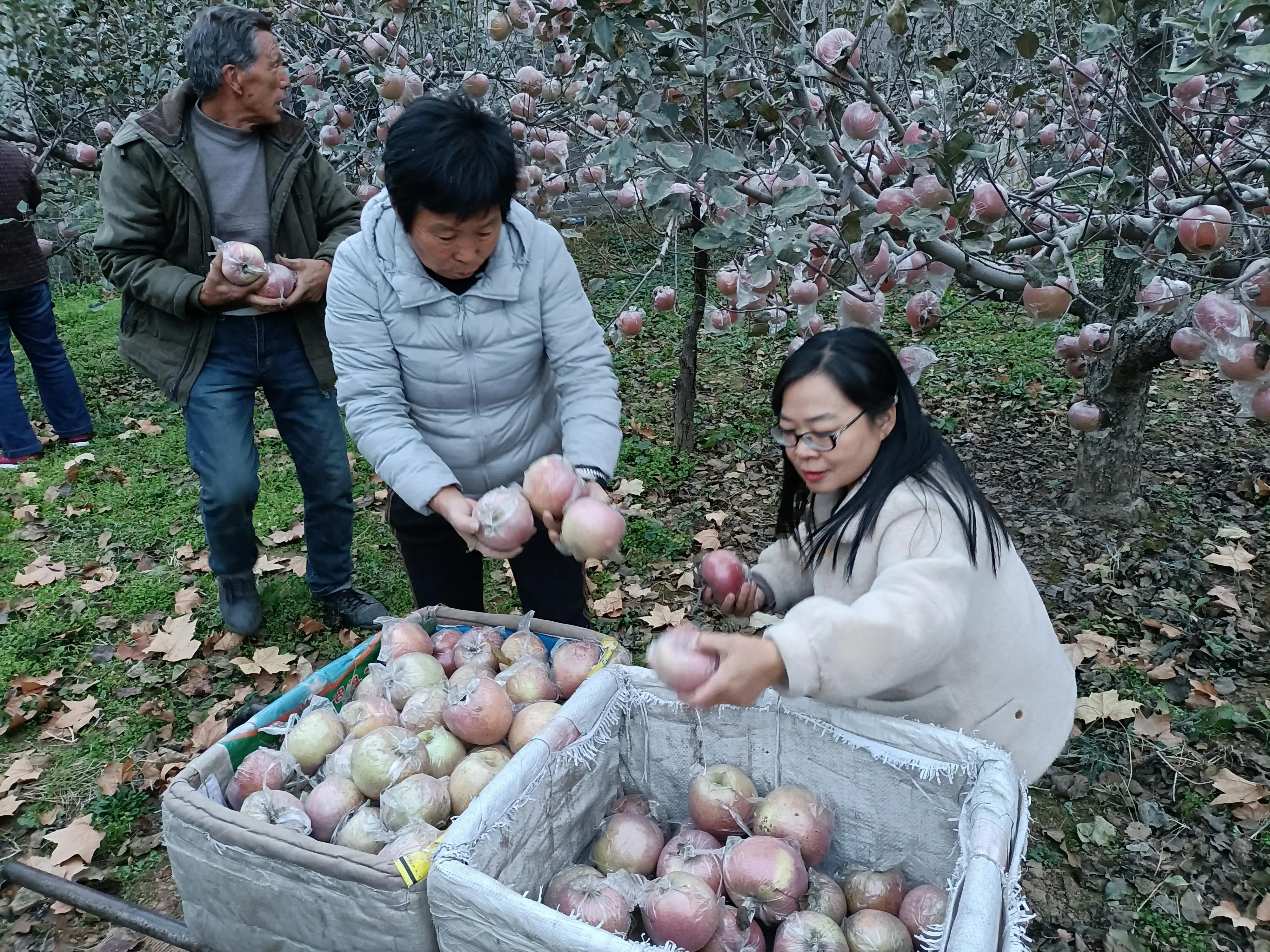 小寨村：灾后的苹果红艳艳