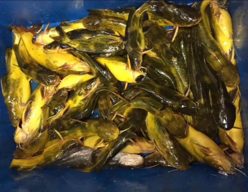 昂刺鱼图片(春雨绵绵) - 赤虎壹号