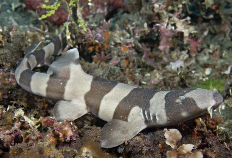 十年没接触过公鲨的母鲨,生下了一只小鲨鱼