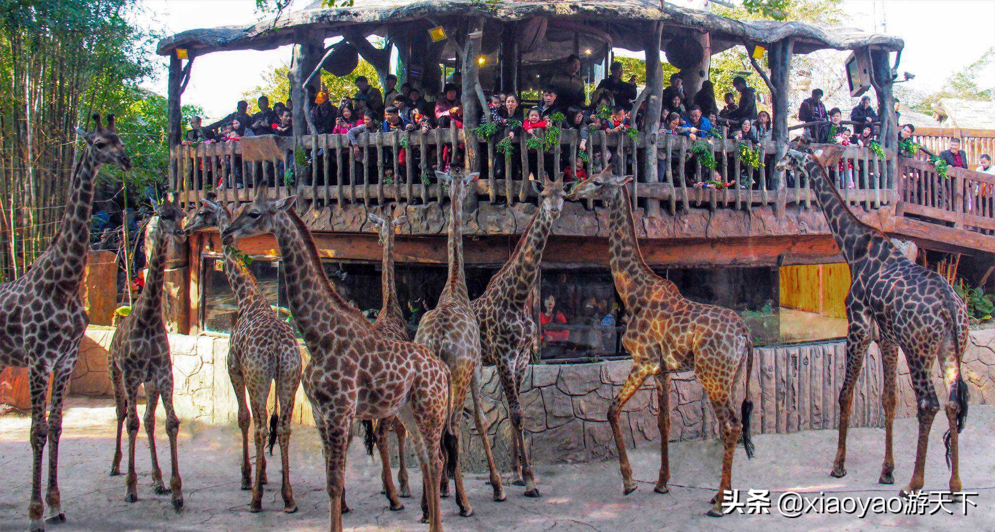 成人票(含大门票 330元游乐金 动物园全票)160元/人;老人/儿童票(含大