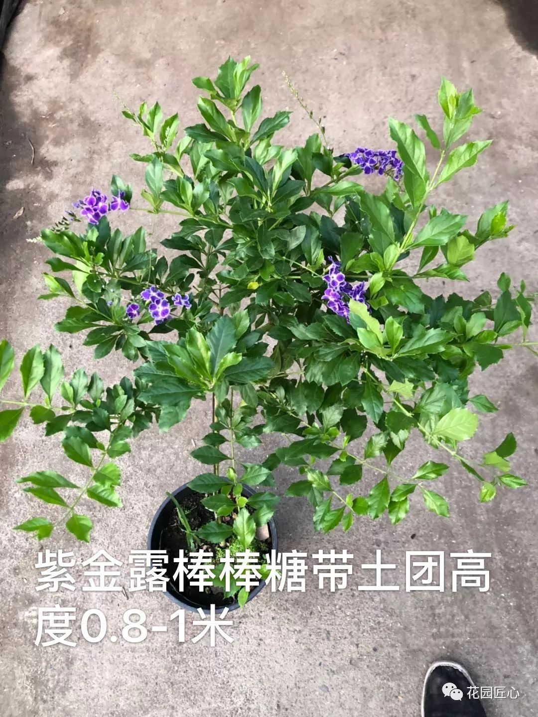 盘点下那些在夏天盛开的植物