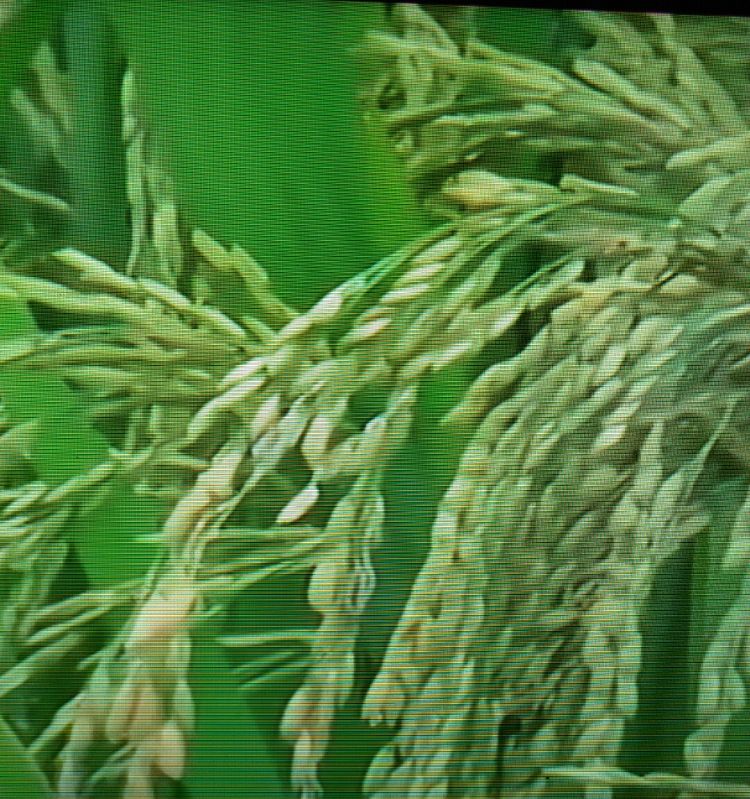 《部首识字歌诀》之点（、）部13字，歌诀并简析