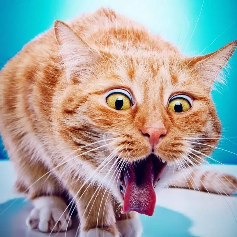 猫咪吐猫粮和黄水(猫咪的6种呕吐情况及治疗方法)