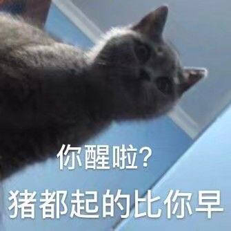 猫咪表情包：今晚那个吗