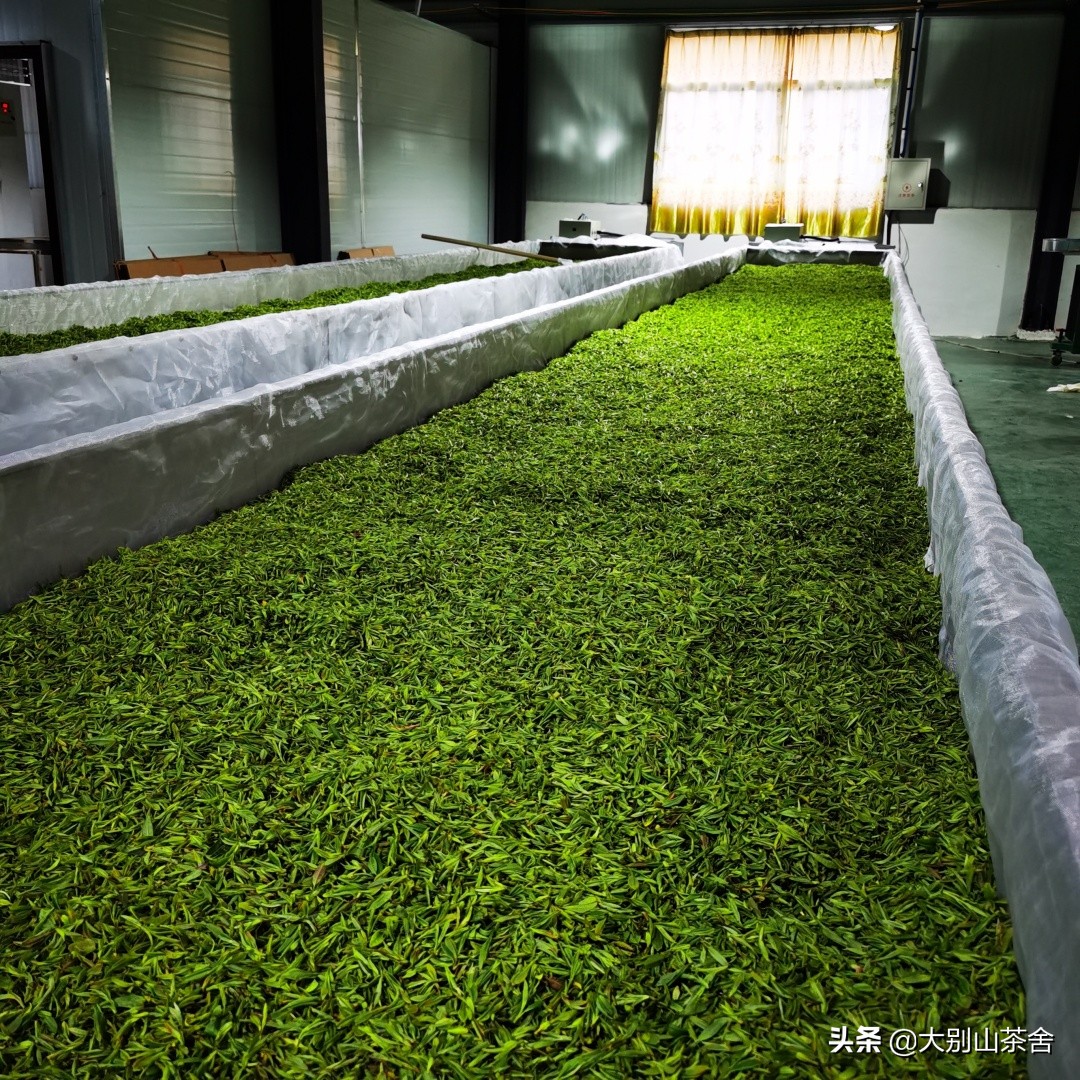 大别山采茶日记，茶季总结：茶歇犹依依，回首数峰青