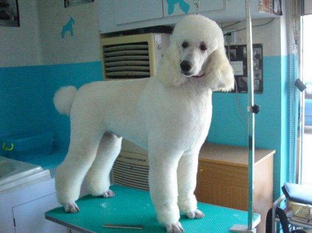 为什么"巨型贵宾犬"这么少人养?真的是因为贵吗?