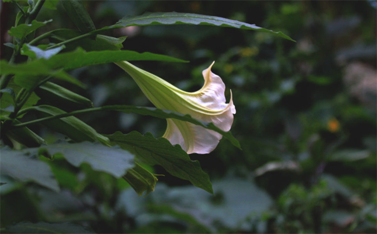 曼陀罗花花语（八大色系曼陀罗的寓意及花语）